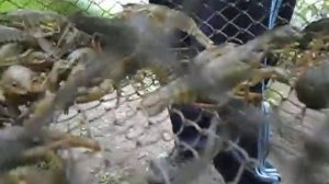 Где живут раки.