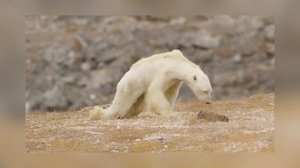 2 ЧАСТЬ РАЗБОРА АЙСБЕРГА ПО МЕМУ 2026 ГОДА / БЕЛЫЙ МЕДВЕДЬ