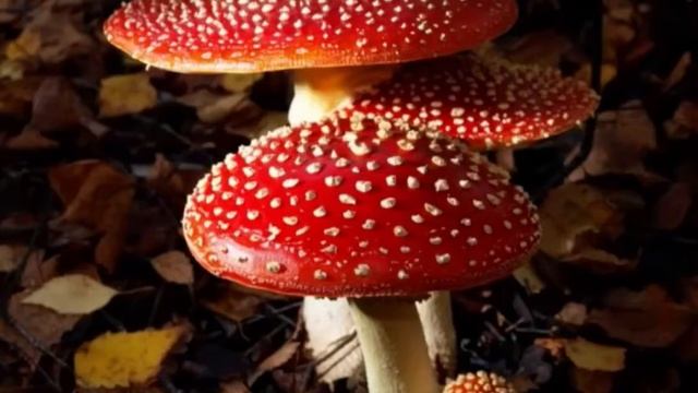 Ознакомление с окружающим миром «Царство грибов. Необычные грибы» смотреть онлайн