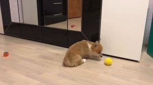 Корги играет со своими игрушками/Corgi playing with toys