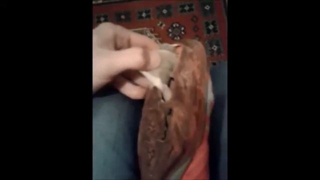 Adidas predator смотреть онлайн