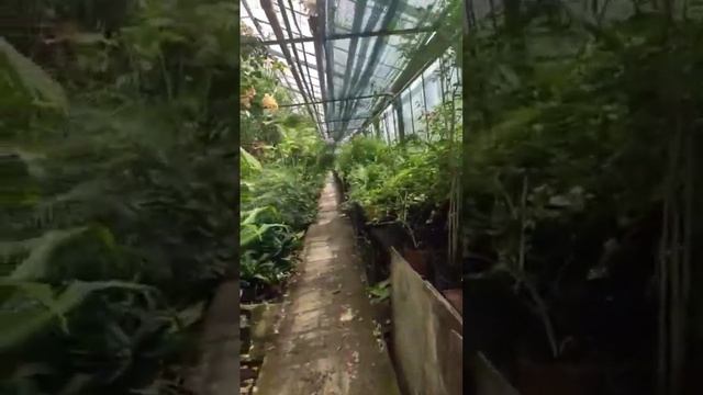 зал с субтропическими растениями / Ботанический сад ?? #shorts #plant #растения