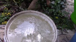 ТЛЯ И ЧЕСНОЧНЫЕ СТРЕЛКИ.