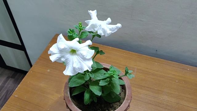 Petunia पौधे की देखभाल - How To Grow & Care Petunia Plant / Petunia Flower