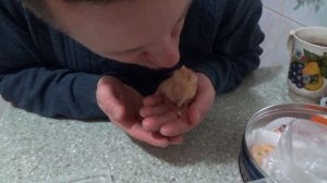 Шафранчик кушает вкусняшки в руках у Кости! Ручная мышь!