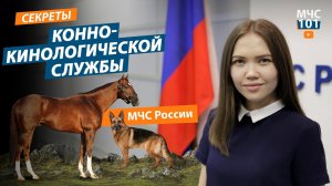 СЕКРЕТЫ КОННО-КИНОЛОГИЧЕСКОЙ СЛУЖБЫ МЧС РОССИИ. КАК ОБРАЩАТЬСЯ С ЛОШАДЬЮ