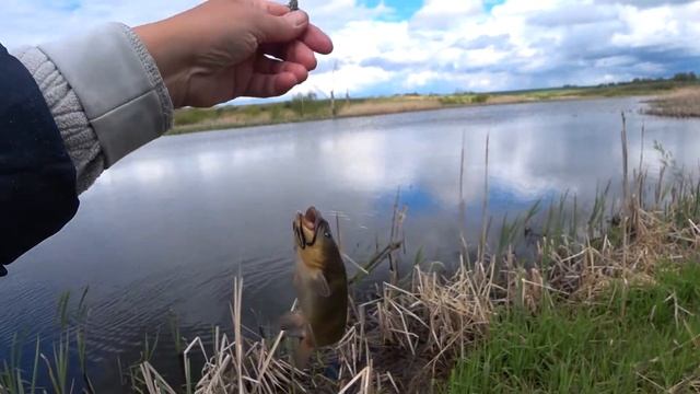 Рыбалка на канального сомика. Страшно интересная рыба вредитель. смотреть онлайн