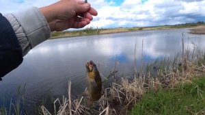 Рыбалка на канального сомика. Страшно интересная рыба вредитель.