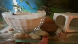 Аквариум Аскалотль. Морской дракон.
