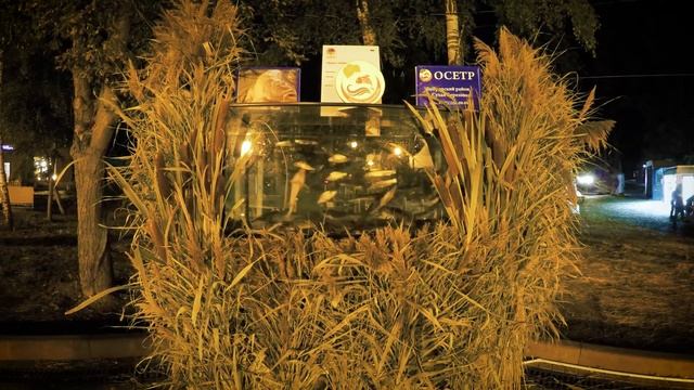 Воронеж город сад ночь 2017 смотреть онлайн