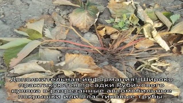 Клубника Рубиновый Кулон смотреть онлайн