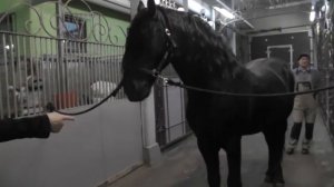 Повторное чипирование фризской лошади