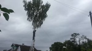 Как спилить березу возле дома))