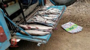 В Красноярском крае снова незаконно ловят рыбу