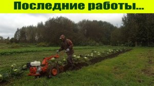 Мотоблок МТЗ: последние  полевые работы в "Урожайном огороде 2020"