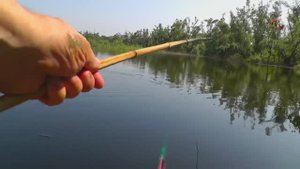 заводь реки Кубань город Краснодар. Рыбалка на поплавочную удочку. Подводная съёмка. Fishing.