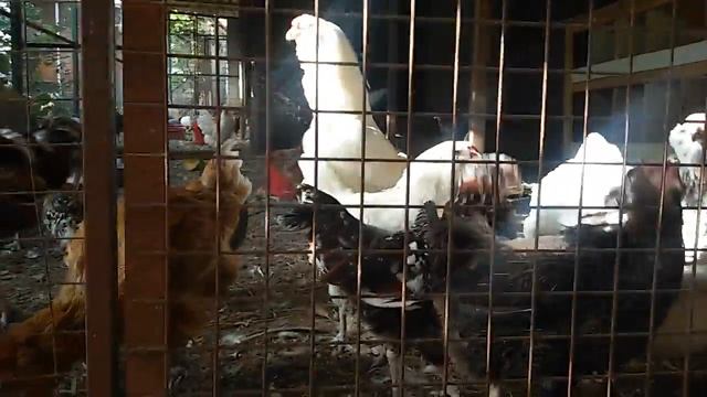 Птицы в Курске "Орловская ситцевая " смотреть онлайн