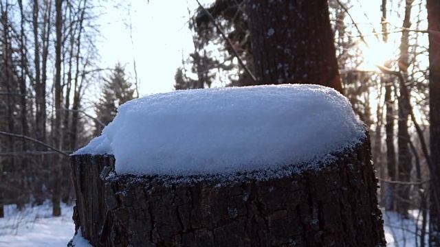 Прогулка по лесу. Часть 4 медитативная