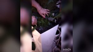 Зола для комнатных цветов