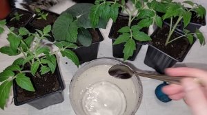 2 таблетки и рассада жирнеет на глазах, стебель толще мизинца, не вытягивается, коренастая