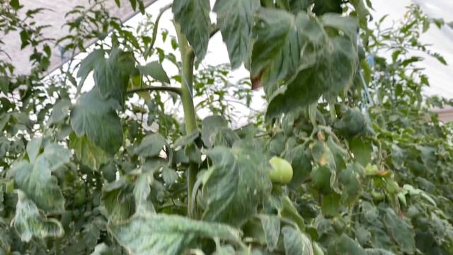 Желтые пятна на томате - как убрать? смотреть онлайн