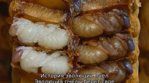 Как выглядит пчела