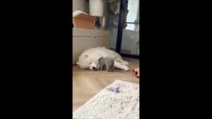 Забавные животные №3