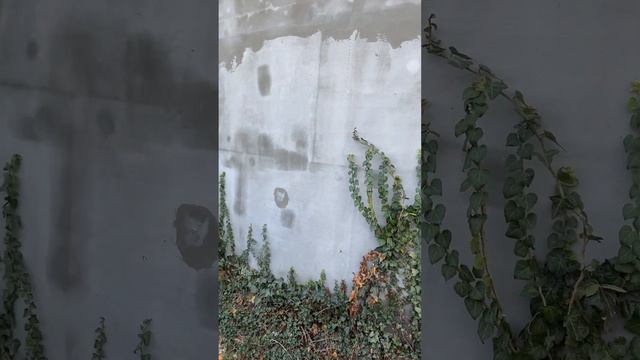 #коктебель #деревня #плющ #растения #садовыерастения смотреть онлайн