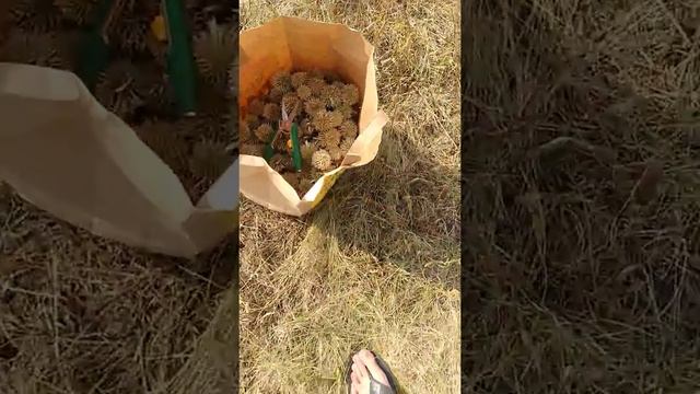 Мордовник Шароголовый))))Сбор семян