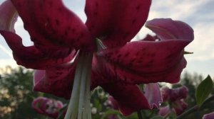 Лилия Black Beauty(Lily Black Beauty)