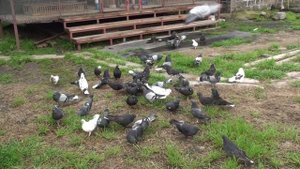 Известные в Мире голубеводы