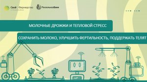 Молочные дрожжи и тепловой стресс: сохранить молоко, улучшить фертильность, поддержать телят