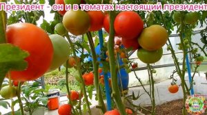 Президент - он и в томатах настоящий президент