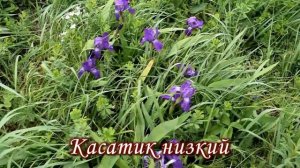 Вейделевский район Мир растений моей малой родины
