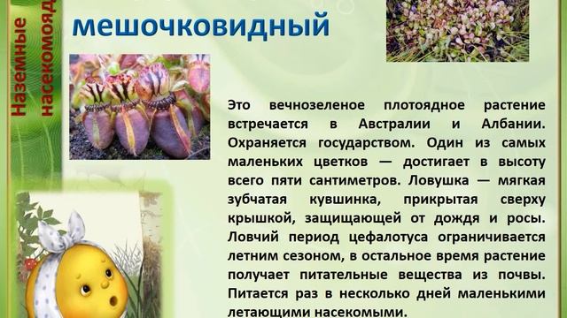 Колобок-колобок, я тебя съем! Растения-хищники. смотреть онлайн