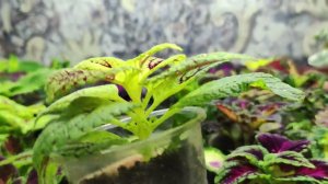 Как сохранить Колеусы до весны. Секреты успешной зимовки колеуса. Как нарастить пышный куст.