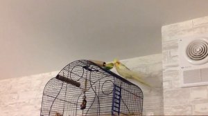 Могут ли спариваться корелла и волнистик. Корелла Кеша ведет себя КАК САМКА и КАК САМЕЦ