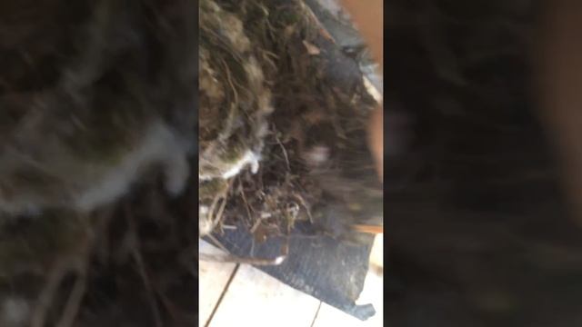 Гнездо птички на светильнике на даче смотреть онлайн