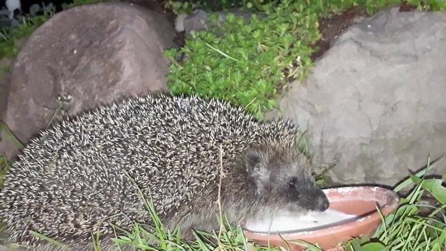 Я не человек и не горошек я ёжик смотреть онлайн