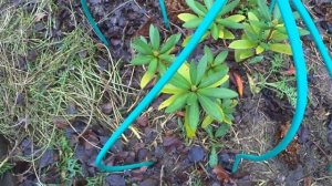 Дача#Подготовка рододендронов к зиме