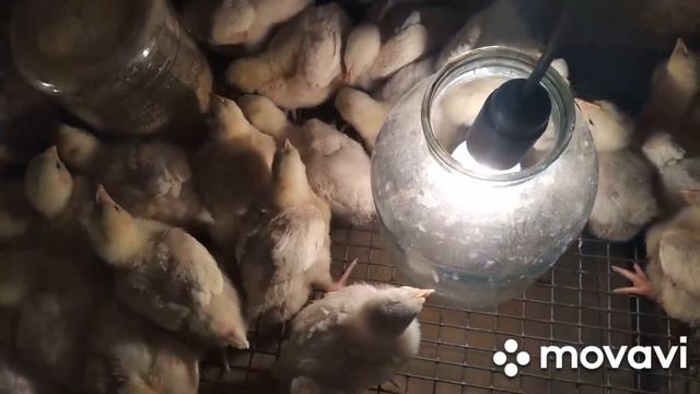 вес бройлеров в 10 дней. Чем кормлю. Чем  пропаеваю.