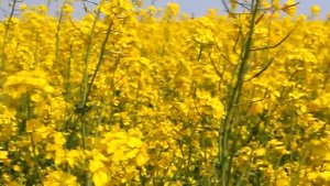 Yellow field of flowers - Желтое цветочное поле
