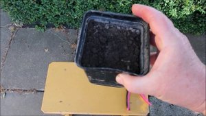 РОЗЫ. НЮАНСЫ ЧЕРЕНКОВАНИЯ ЧАЙНО - ГИБРИДНЫХ РОЗ