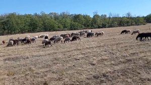 Овцеводство | Кормление овец в разные сезоны