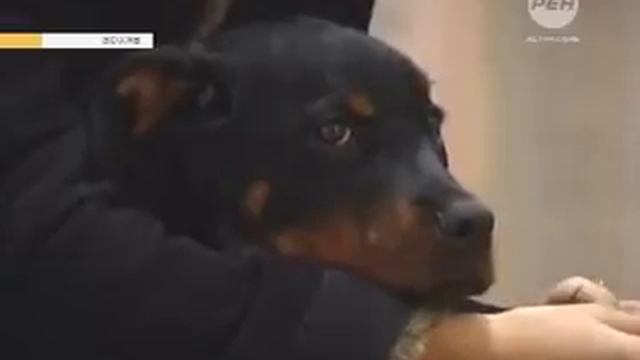 Дикие животные в городе В чем корень зла смотреть онлайн