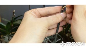 Детки с помощью цитокининовой пасты