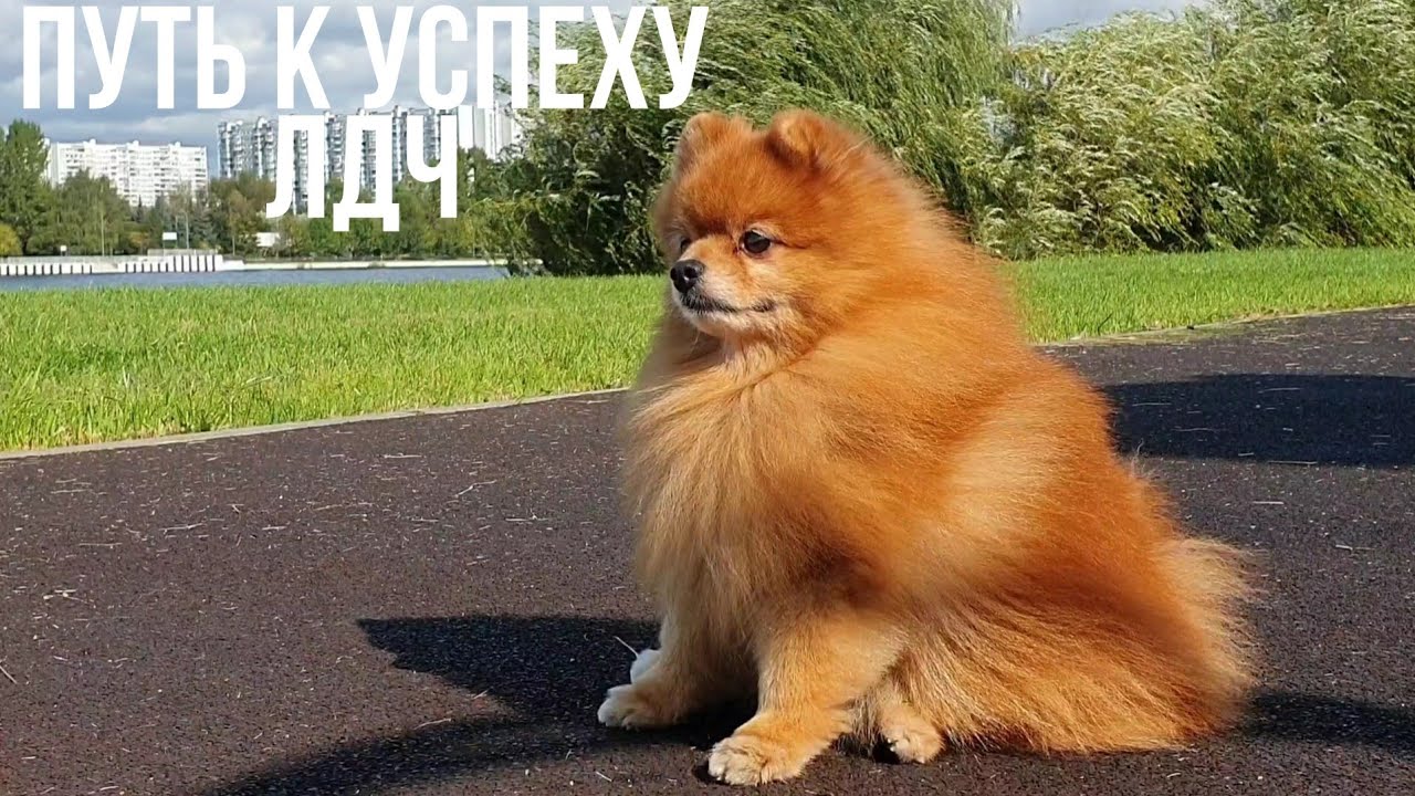 Основы Дрессировки Собак смотреть онлайн