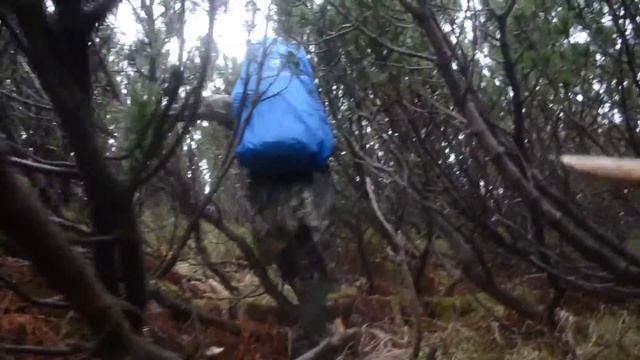 Непроходимые заросли горной сосны в Карпатах смотреть онлайн