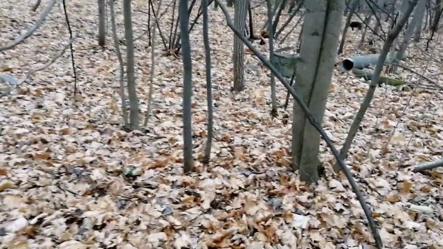 Есть ли металл в лесу 500 метров от дома. Разведка. смотреть онлайн