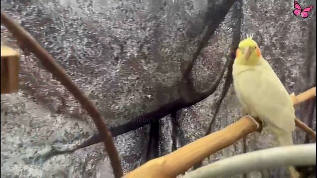 Cute Cockatiels Singing || Cockatiel Sounds #cockatiel #parrot #cockatielsinging  #cookie